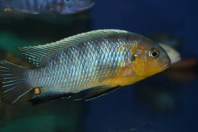 Tropheops sp. 'mbenji blue' Mbenji Island